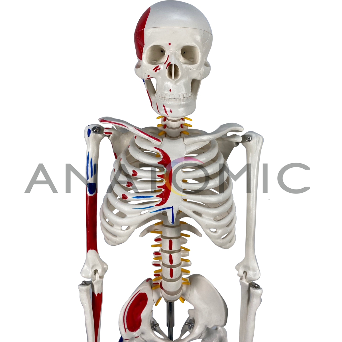 Esqueleto Humano 85 cm Articulado com Nervos e Vasos Sanguíneos - DUMONT  SIMULADORES