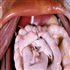 Simulador de Cirurgia Torácica e Abdominal