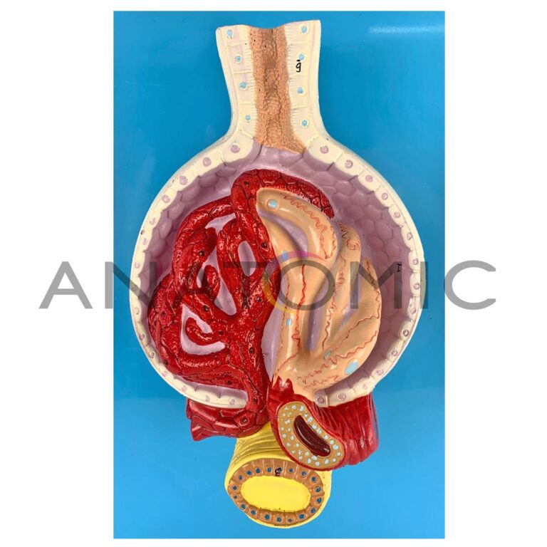Arquivo de Rim - Anatomic - Produtos Anatômicos