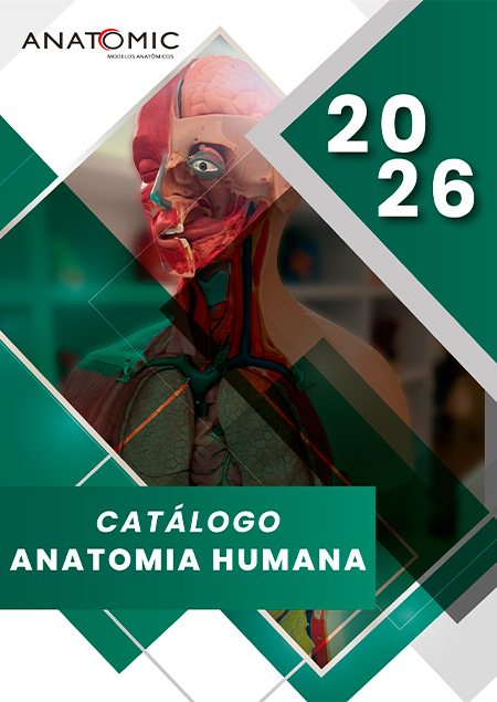 Anatomia Humana 